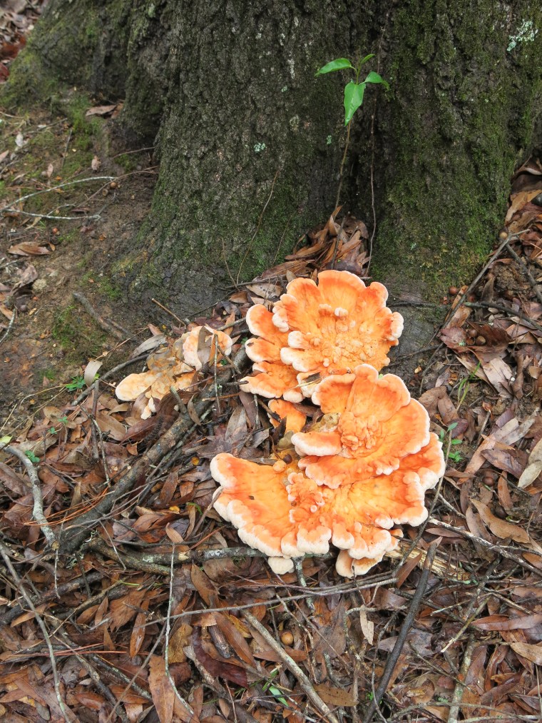 chicken-of-the-woods-laetiporus-cincinnatus-3