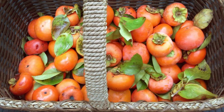 persimmons in basket