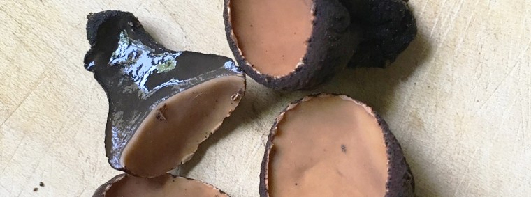 Galiella Rufa cross cut